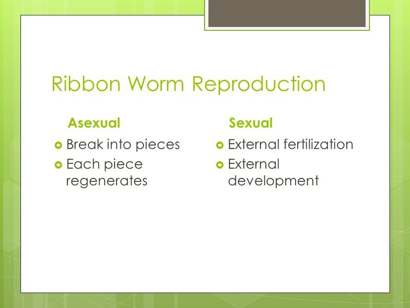 Ribbon Worm Reproduction: Sexual And Asexual Strategies