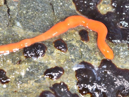Ribbon Worm Species Of The Pacific Northwest