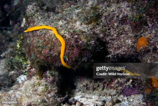 Ribbon Worms In Coral Reef Systems