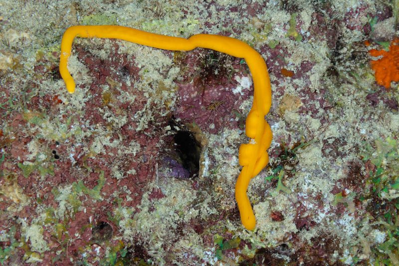 Ribbon Worms In Coral Reef Systems