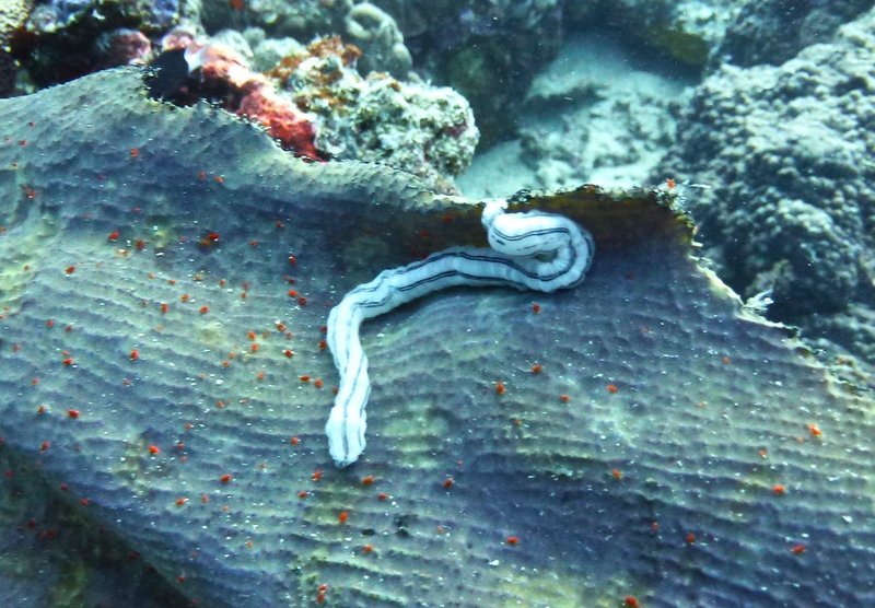 Ribbon Worms In Coral Reef Systems