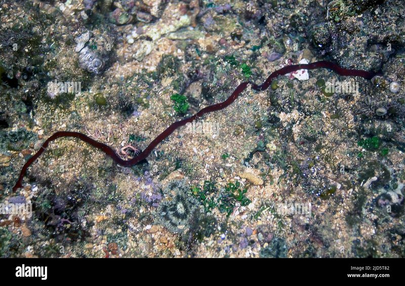 Ribbon Worms In Coral Reef Systems