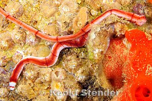 Ribbon Worms In Marine Research: What Scientists Study