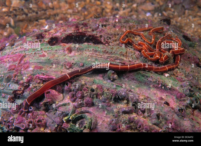 Ribbon Worms In Marine Research: What Scientists Study