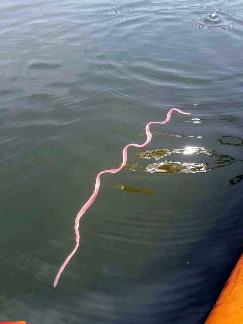 Ribbon Worms In Tide Pools: What To Look For