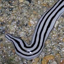 Ribbon Worms In Tide Pools: What To Look For