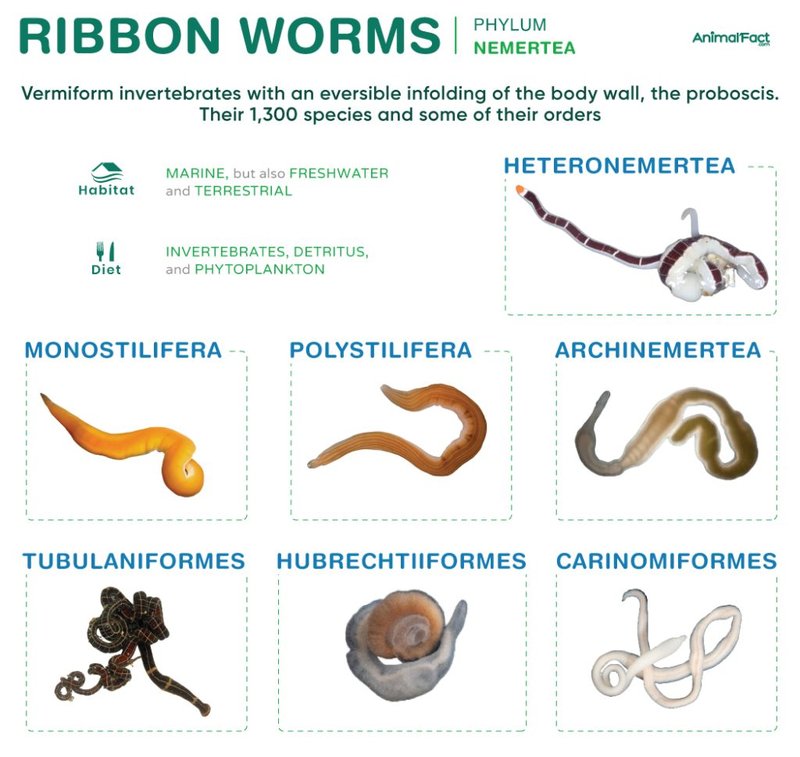 Ribbon Worms Vs. Flatworms: Key Differences