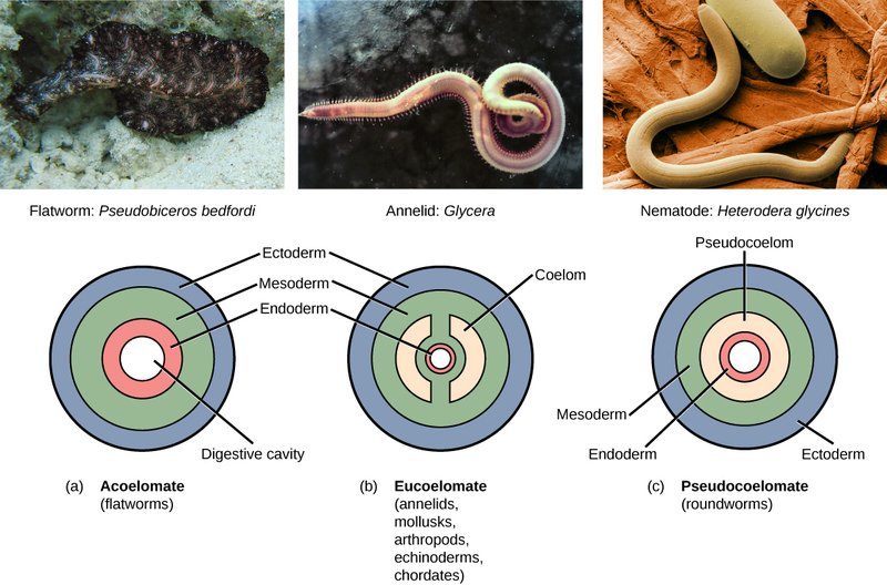 Ribbon Worms Vs. Flatworms: Key Differences