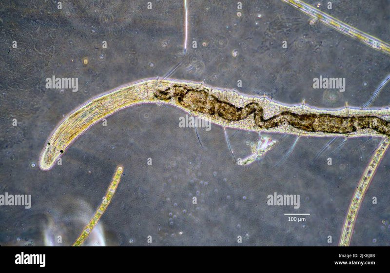 Role Of Bristle Worms In Nutrient Cycling