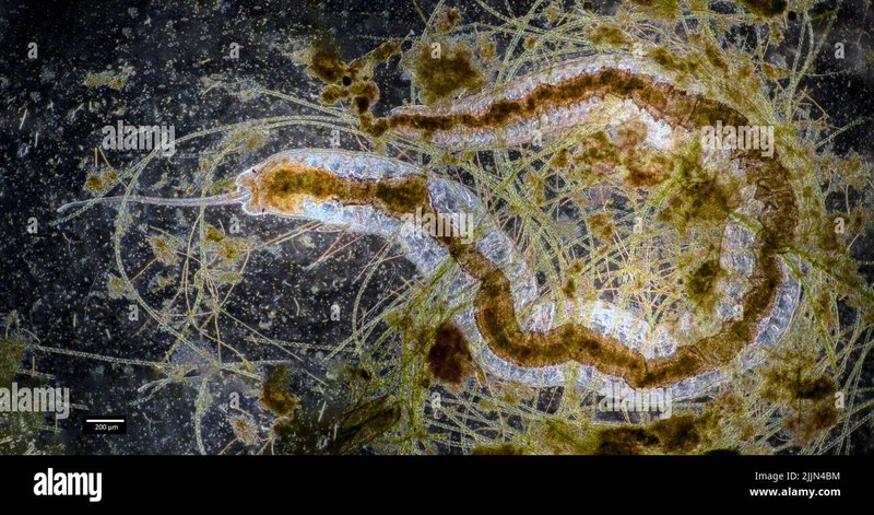 Role Of Bristle Worms In Nutrient Cycling