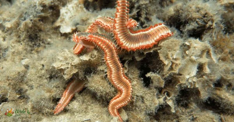 Role Of Bristle Worms In Nutrient Cycling