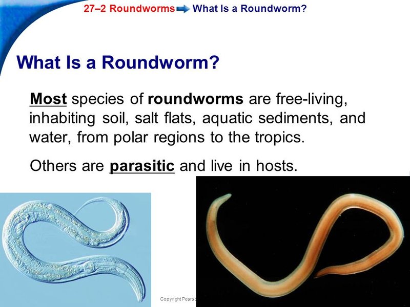 Roundworm And Its Role In Soil Or Aquatic Ecosystems