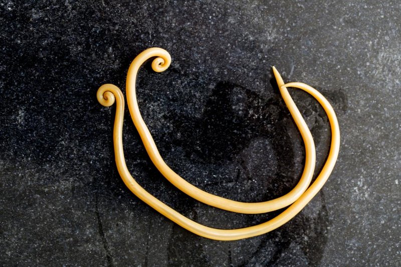 Roundworm In Captivity: Can They Be Studied Or Farmed?
