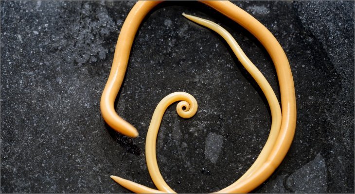 Roundworm Reproduction: Mating, Eggs, And Larvae Facts