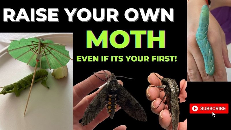 Safe Handling Practices For Hornworms In Pet Care