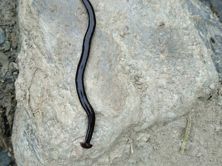 Safe Removal Techniques For Hammerhead Worms