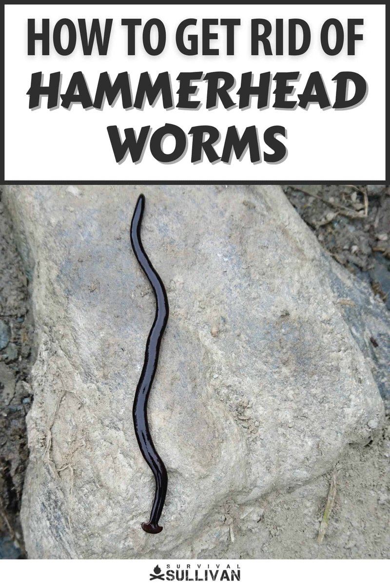 Safely Handling Hammerhead Worms: Gloves And Tools Guide