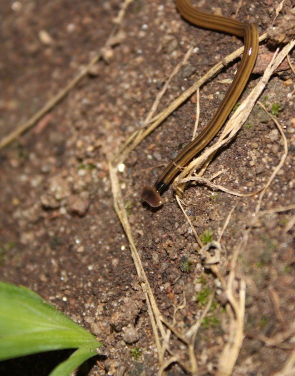 Safely Handling Hammerhead Worms: Gloves And Tools Guide