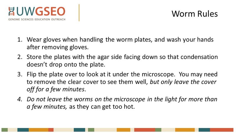 Safely Handling Hammerhead Worms: Gloves And Tools Guide