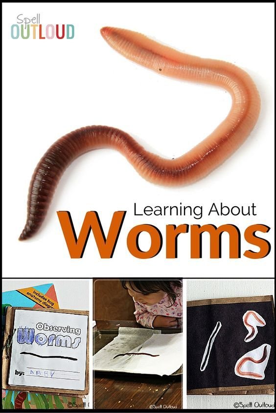 Safely Observing Wolf Worm Activity In Natural Habitats