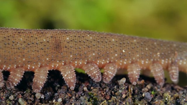 Seasonal Behavior Of Velvet Worms In The Wild