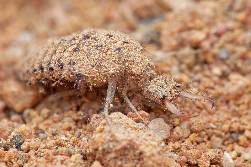 Seasonal Behavior Patterns Of Ant Lion Larvae Observed In Field Studies
