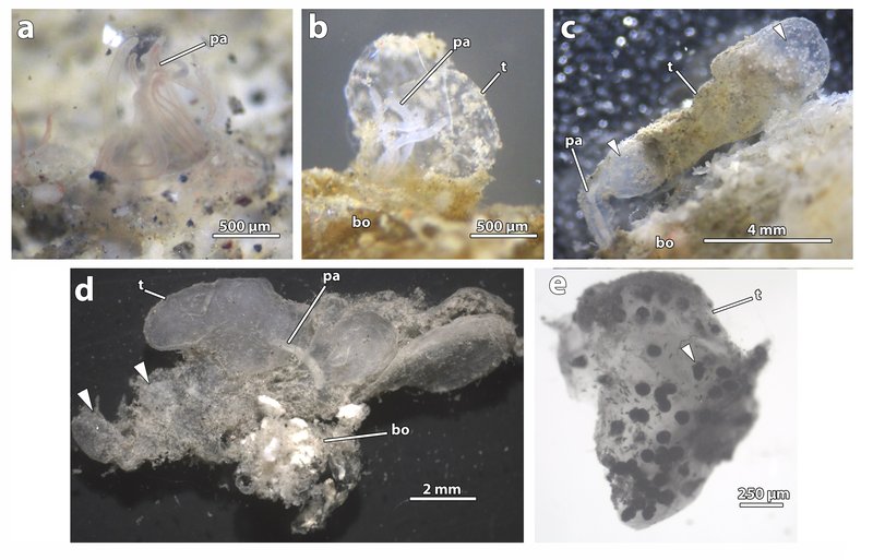 Seasonal Behavior Patterns Of Bone-Eating Worm Observed In Field Studies