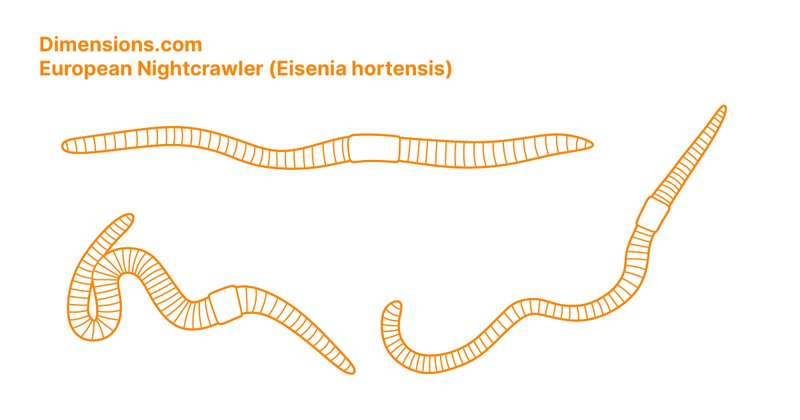 Seasonal Behavior Patterns Of Eisenia Hortensis Observed In Field Studies
