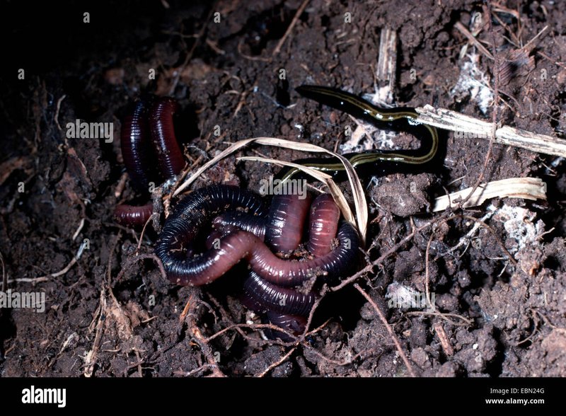 Seasonal Behavior Patterns Of Giant Gippsland Earthworm Observed In Field Studies