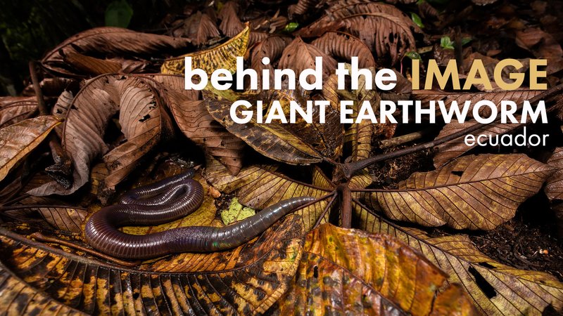 Seasonal Behavior Patterns Of Giant Palouse Earthworm Observed In Field Studies