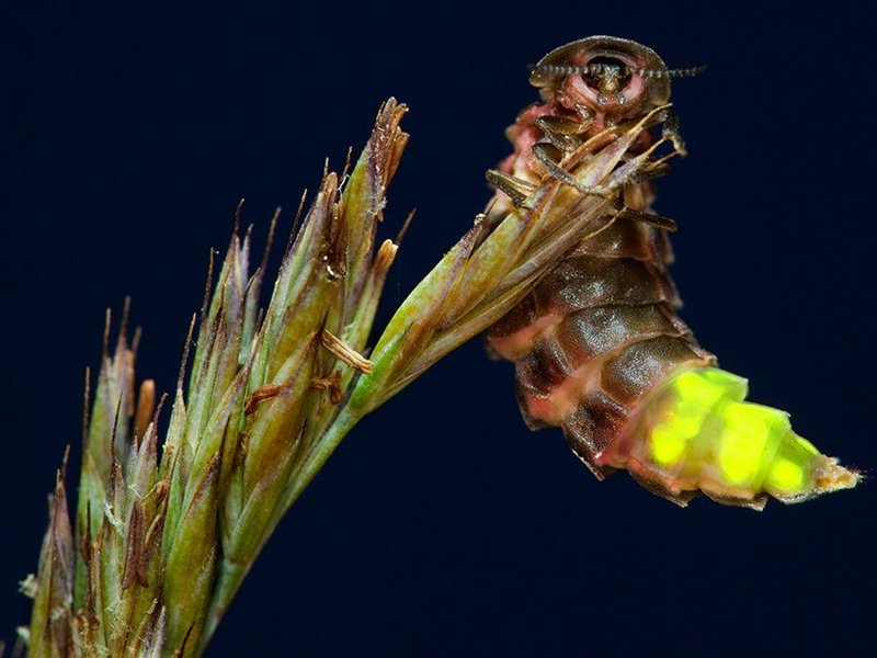 Seasonal Behavior Patterns Of Glowworm (Insect) Observed In Field Studies