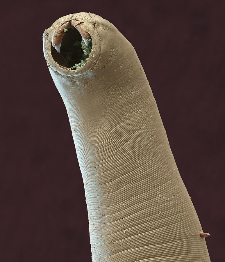 Seasonal Behavior Patterns Of Hookworm Observed In Field Studies