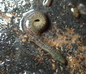 Seasonal Behavior Patterns Of Leech Observed In Field Studies