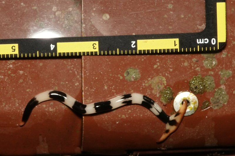 Seasonal Behavior Patterns Of Malayan Hammerhead Worm Observed In Field Studies