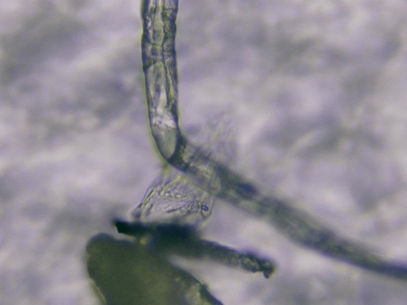 Seasonal Behavior Patterns Of Nematomorph Observed In Field Studies