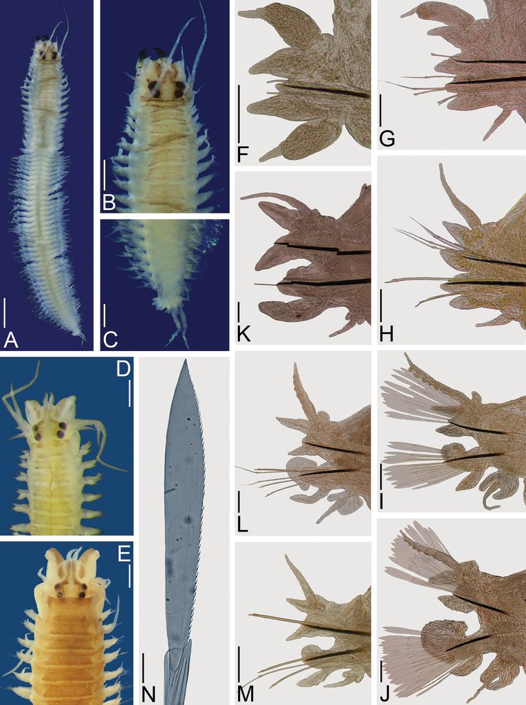 Seasonal Behavior Patterns Of Nereis Virens Observed In Field Studies