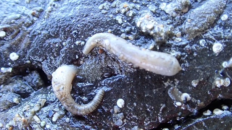 Seasonal Behavior Patterns Of Peanut Worm Observed In Field Studies