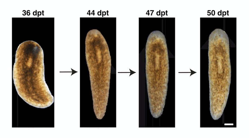 Seasonal Behavior Patterns Of Planaria Observed In Field Studies