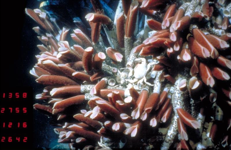 Seasonal Behavior Patterns Of Riftia Pachyptila Observed In Field Studies