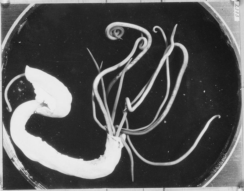Seasonal Behavior Patterns Of Roundworm Observed In Field Studies