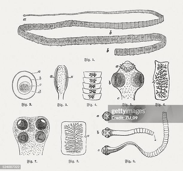 Seasonal Behavior Patterns Of Tapeworm Observed In Field Studies