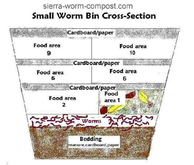 Seasonal Behavior Patterns Of Worm Bin Worm Observed In Field Studies
