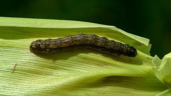Seasonal Changes In Bootlace Worm Activity