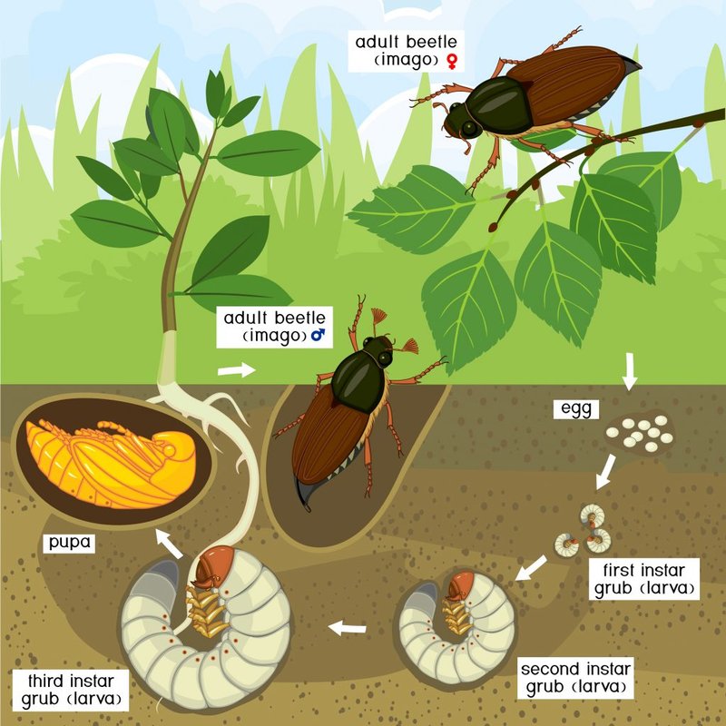 Seasonal Grub Worm Control Schedule For Homeowners