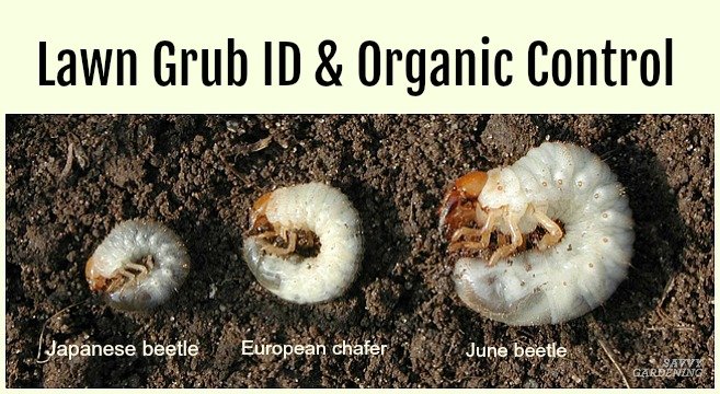Seasonal Grub Worm Control Schedule For Homeowners