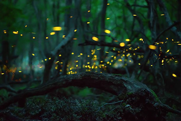 Seasonal Patterns In Glow Worm Activity