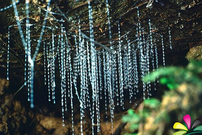 Seasonal Patterns In Glow Worm Activity