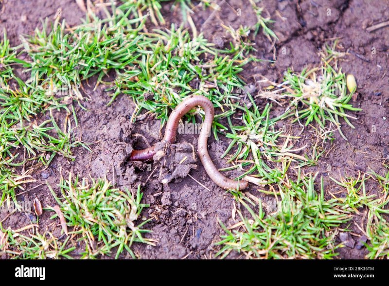 Segmented Worm And Its Role In Soil Or Aquatic Ecosystems