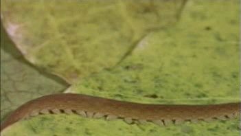 Setting Up Field Cameras To Monitor Velvet Worm Activity