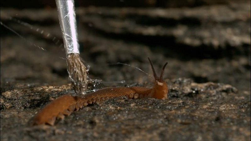 Setting Up Field Cameras To Monitor Velvet Worm Activity